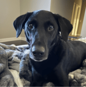 A black dog with short fur lies on a bed covered with a gray blanket, looking directly at the camera indoors.