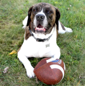 A dog lying on grass with its front paws on an American football.