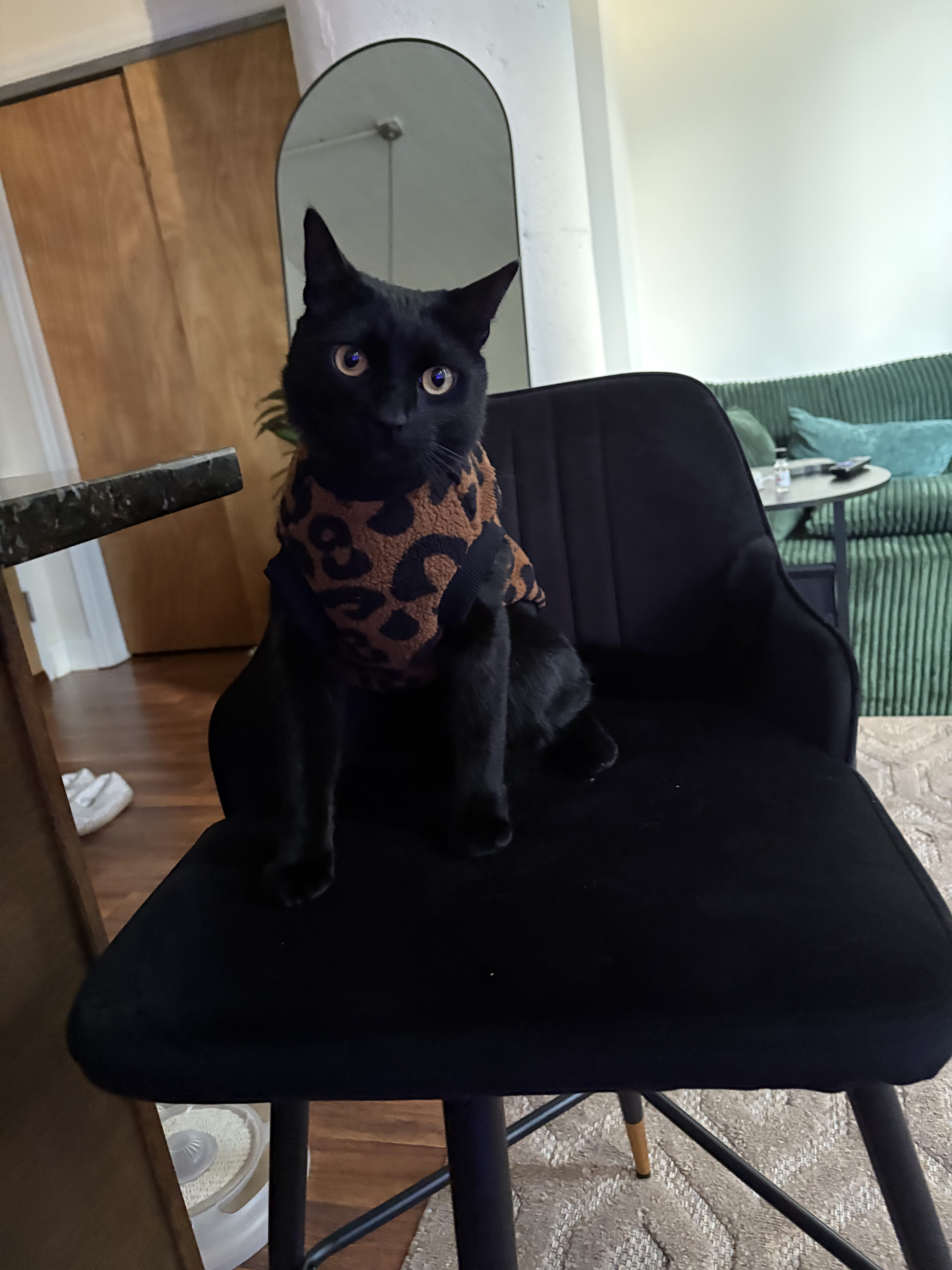 A black cat wearing a leopard print sweater sits on a black chair in a modern living room.