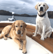 Two Labrador Retrievers, one yellow and one white, sit and lie on the deck of a boat with water and hills in the background under a cloudy sky.